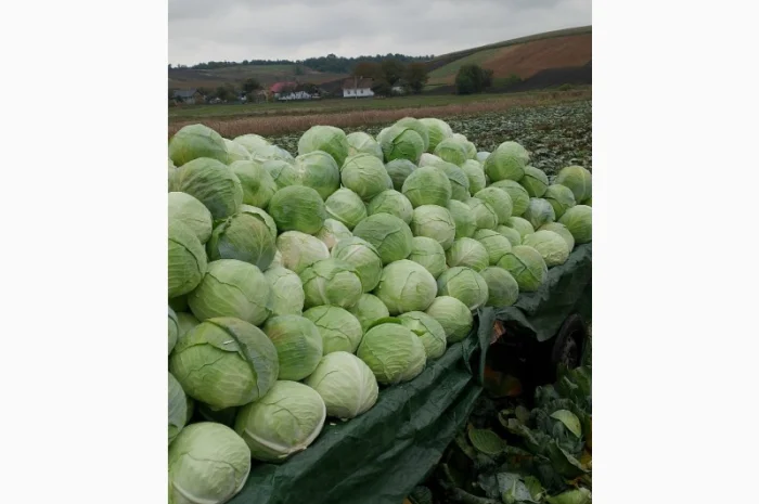 Продаю капусту Тереодор- фото № 1