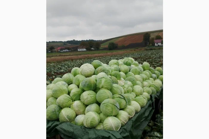 Продаю капусту Тереодор- фото № 2
