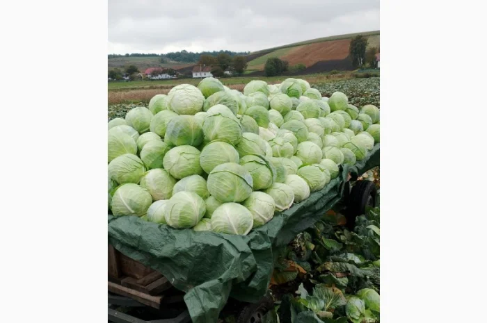 Продаю капусту Тереодор- фото № 3