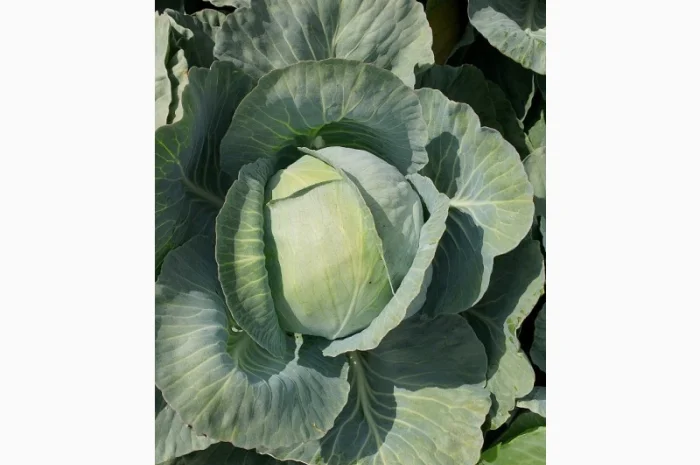 Продаю капусту Тереодор- фото № 4