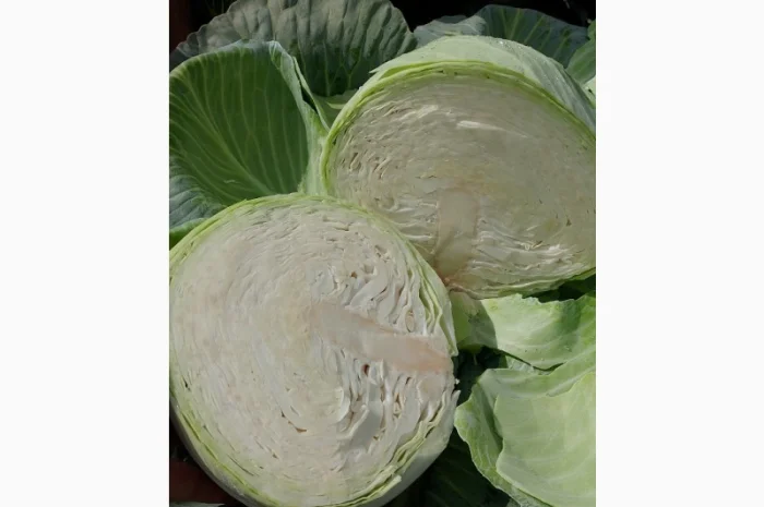 Продаю капусту Тереодор- фото № 5