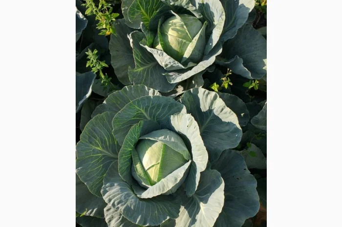 Продаж якісної капусти- фото № 1