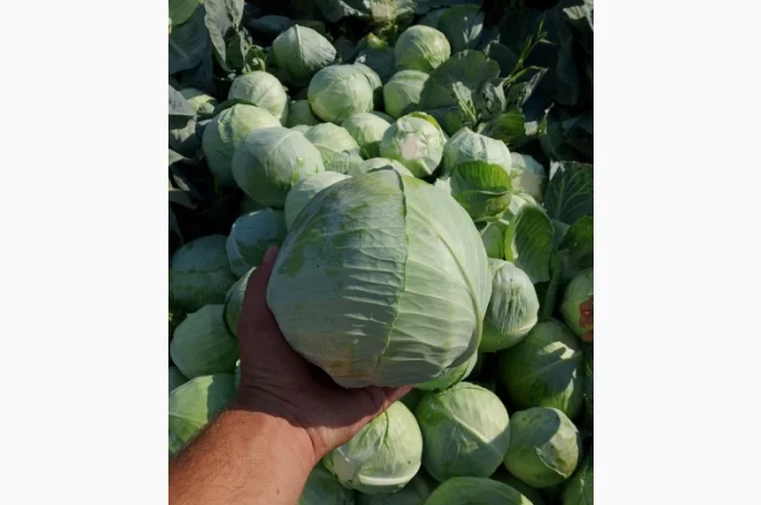 Продаж якісної капусти- фото № 2