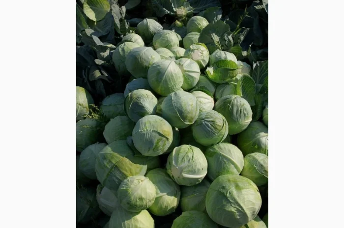 Продаж якісної капусти- фото № 4
