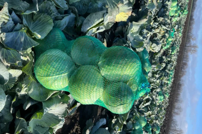 Капуста тайфун на продаж- фото № 1