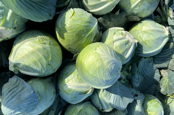 Капуста тайфун на продаж- фото № 2