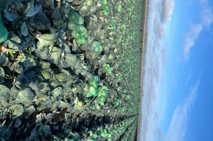 Капуста тайфун на продаж- фото № 3