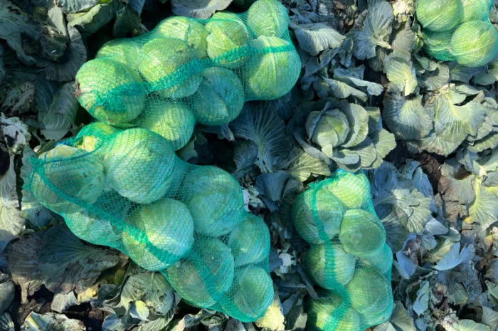 Капуста тайфун на продаж- фото № 4