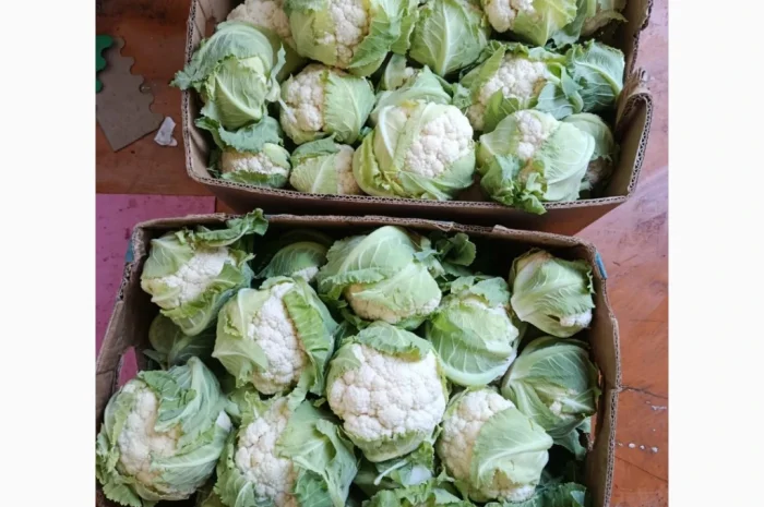 Продажа зимней капусты из Закарпаття- фото № 2