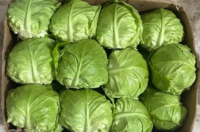 Продажа зимней капусты из Закарпаття- фото № 3