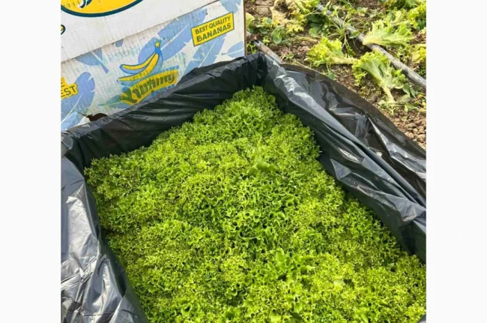 Продажа зимней капусты из Закарпаття- фото № 4