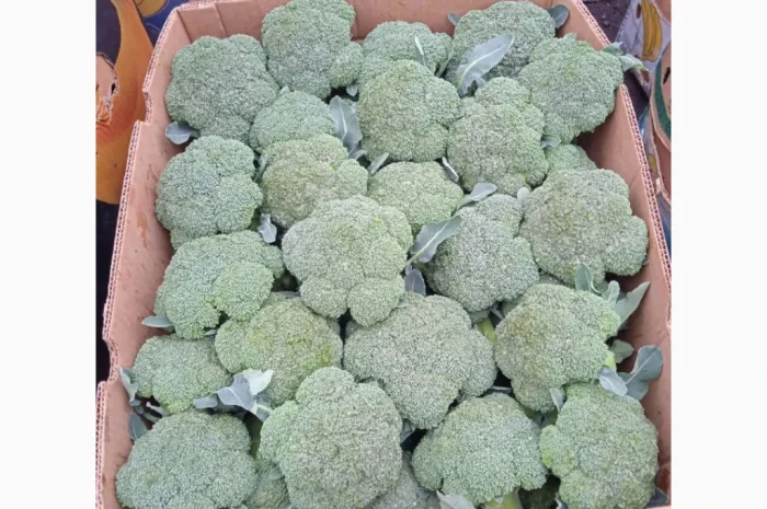 Продажа зимней капусты из Закарпаття- фото № 5