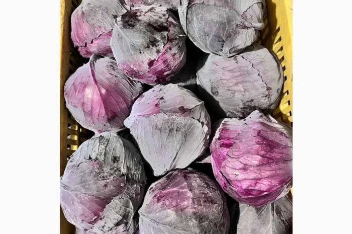 Продажа зимней капусты из Закарпаття- фото № 7