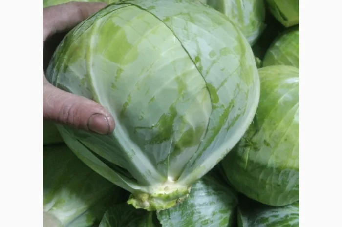 Капуста сорт еспект сторідор на продаж- фото № 1