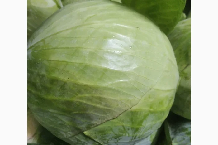 Капуста сорт еспект сторідор на продаж- фото № 2