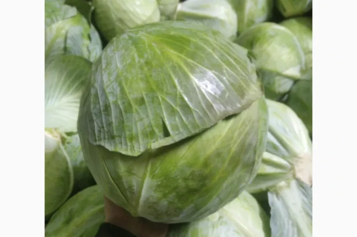 Капуста сорт еспект сторідор на продаж- фото № 3