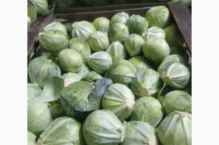 Капуста сорт еспект сторідор на продаж- фото № 4