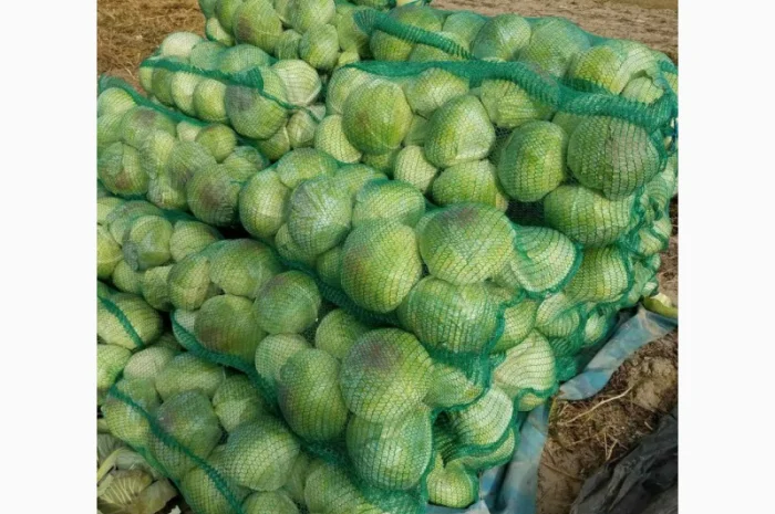 Капуста пізня сорт агресор на продажу- фото № 1