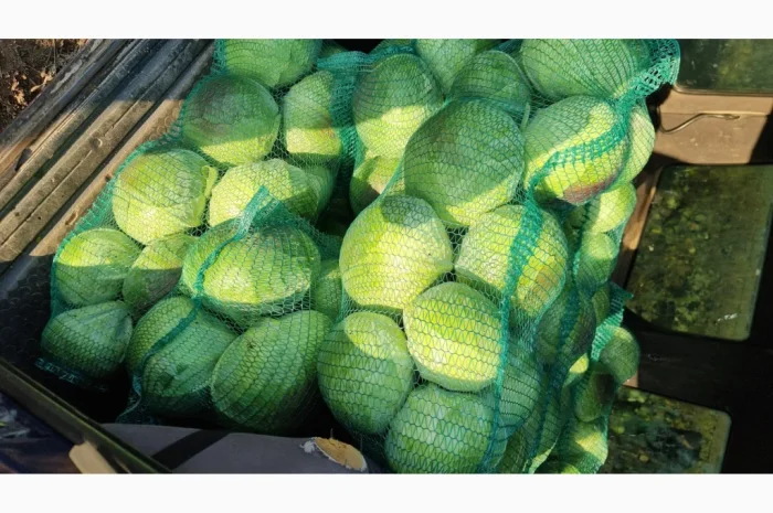Капуста на продаж- фото № 2