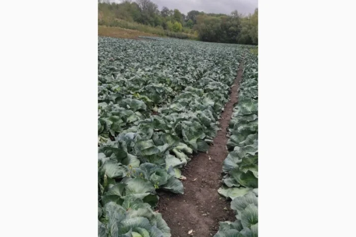 Капуста сорта Агресор на продажу- фото № 2