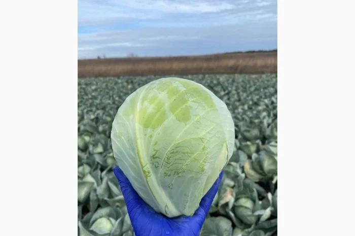 Продаж капусти сорту Анкома оптом- фото № 1