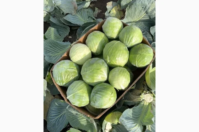 Продаж капусти сорту Анкома оптом- фото № 2