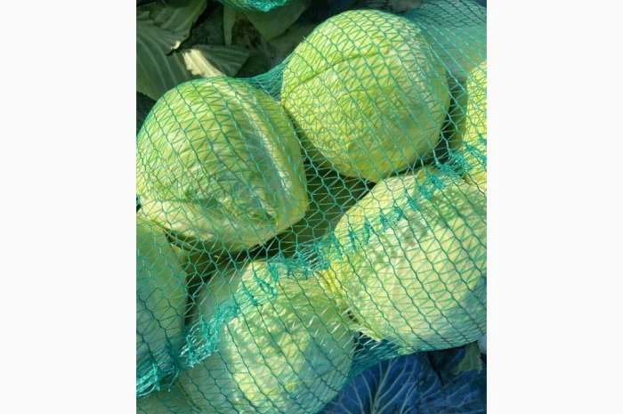 Продаж капусти сорту Анкома оптом- фото № 3