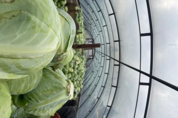 Продаж капусти сорту Анкома оптом- фото № 4