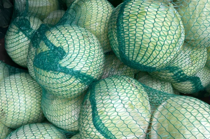 Продаж капусти сорту Анкома оптом- фото № 5