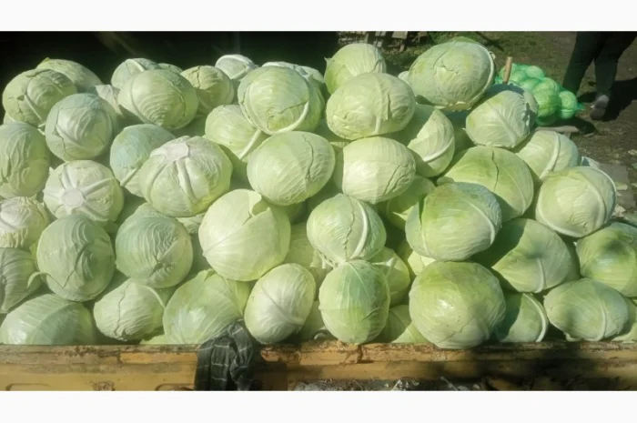 Капуста сорт Агресор на продаж- фото № 1