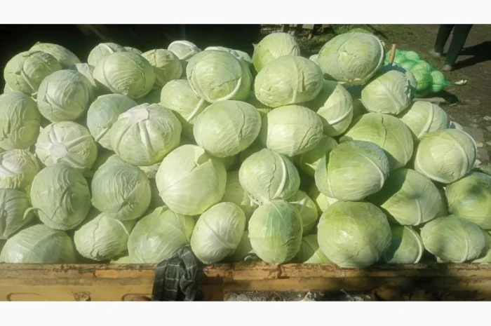 Капуста сорт Агресор на продаж- фото № 2