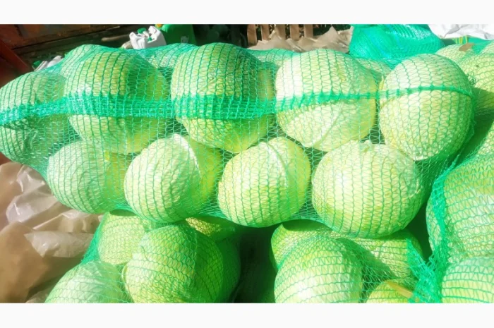 Капуста сорт Агресор на продаж- фото № 3