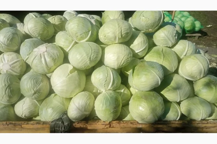 Капуста сорт Агресор на продаж- фото № 4