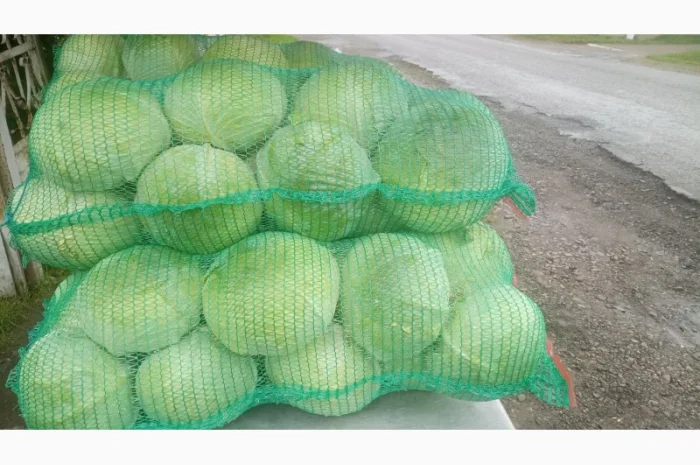 Капуста сорт Агресор на продаж- фото № 5