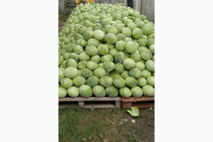 Капуста білокачанна на продаж- фото № 1