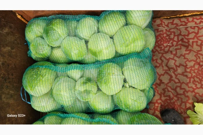 Продаю капусту Агресор- фото № 2