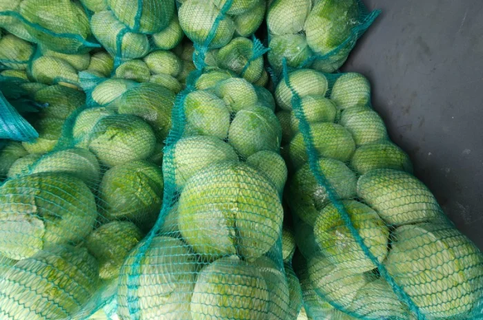 Продаю капусту Агресор- фото № 3