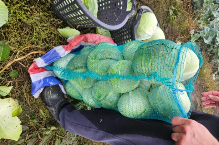 Продаю капусту Агресор- фото № 4