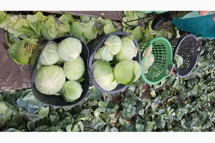 Продаю капусту Агресор- фото № 5