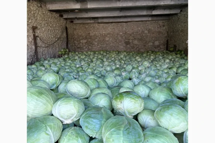 Капуста середньопізніх та пізніх сортів на продаж- фото № 1
