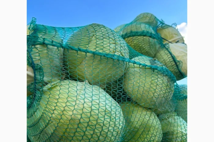 Капуста середньопізніх та пізніх сортів на продаж- фото № 2