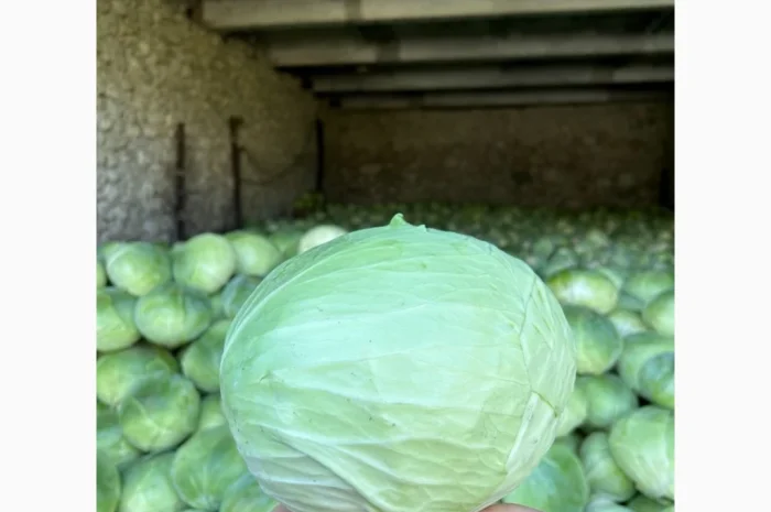 Капуста середньопізніх та пізніх сортів на продаж- фото № 3