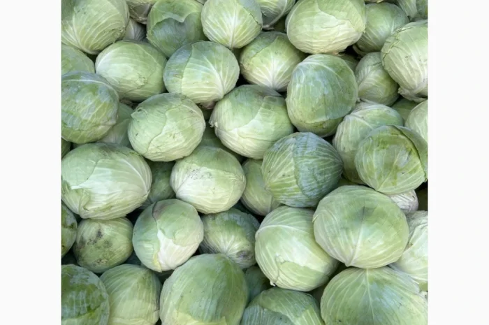 Капуста середньопізніх та пізніх сортів на продаж- фото № 4