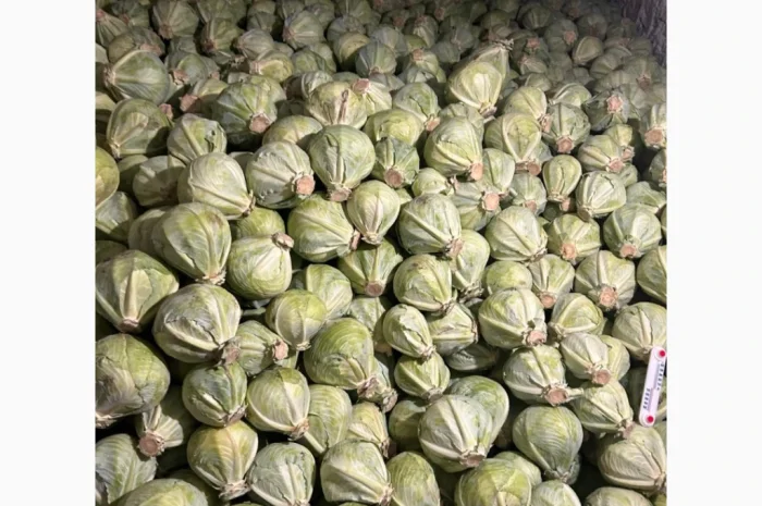 Капуста середньопізніх та пізніх сортів на продаж- фото № 5