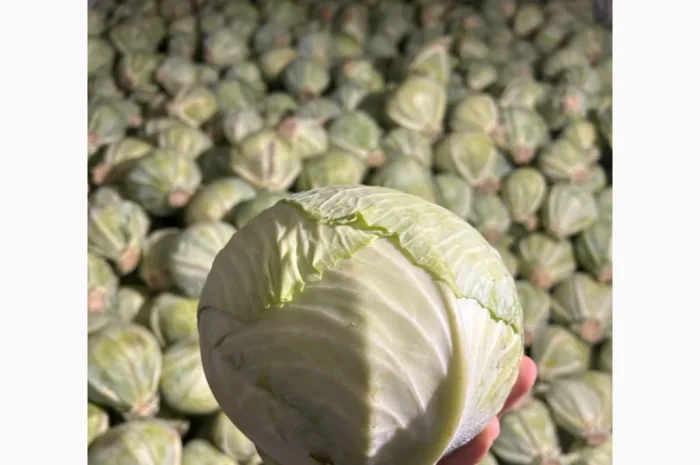 Капуста середньопізніх та пізніх сортів на продаж- фото № 6