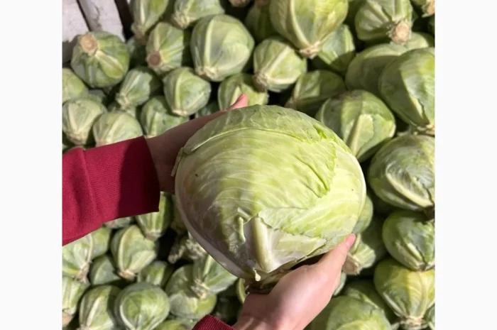 Капуста середньопізніх та пізніх сортів на продаж- фото № 7