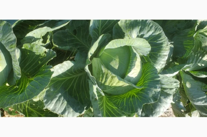 Капуста сорт Агресор на продаж- фото № 1