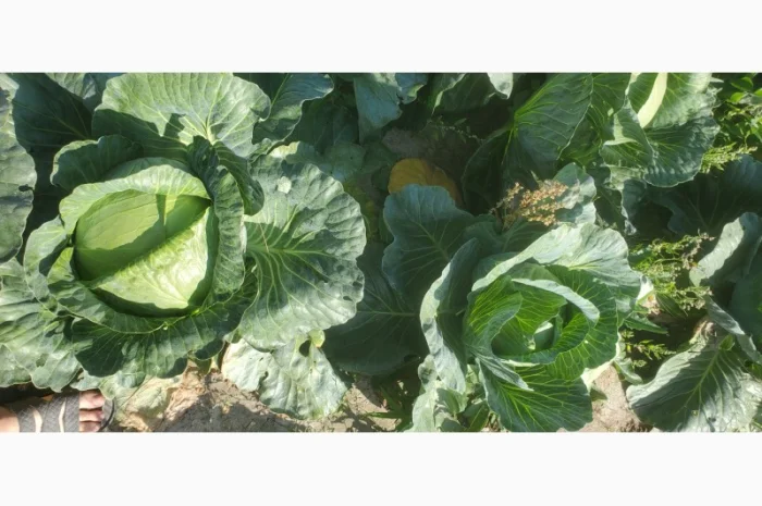 Капуста сорт Агресор на продаж- фото № 2