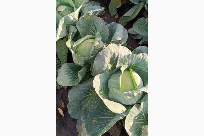 Капуста агрессор на продаж- фото № 1