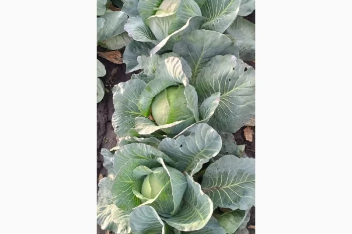 Капуста агрессор на продаж- фото № 3